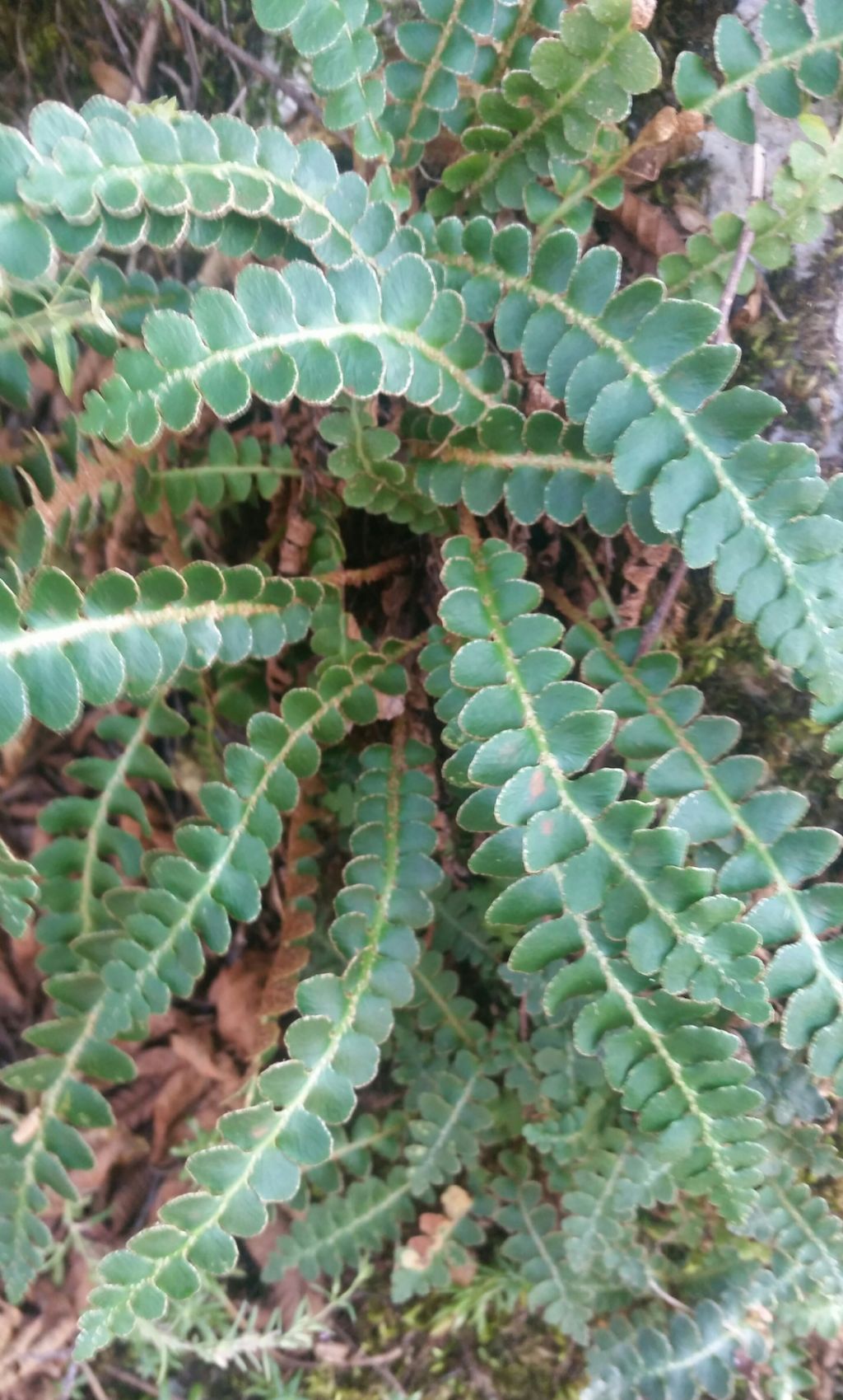 Che felce ?  Asplenium ceterach